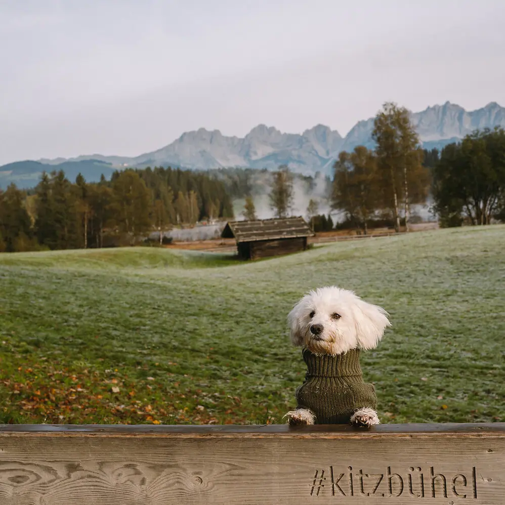 Wanderungen mit Hund Ein Hund mit Pullover auf einem Zaun.