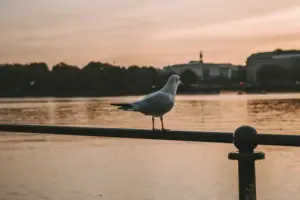 Möwe mit Blick auf die Alster Eine Möwe steht auf einem Geländer am Wasser.