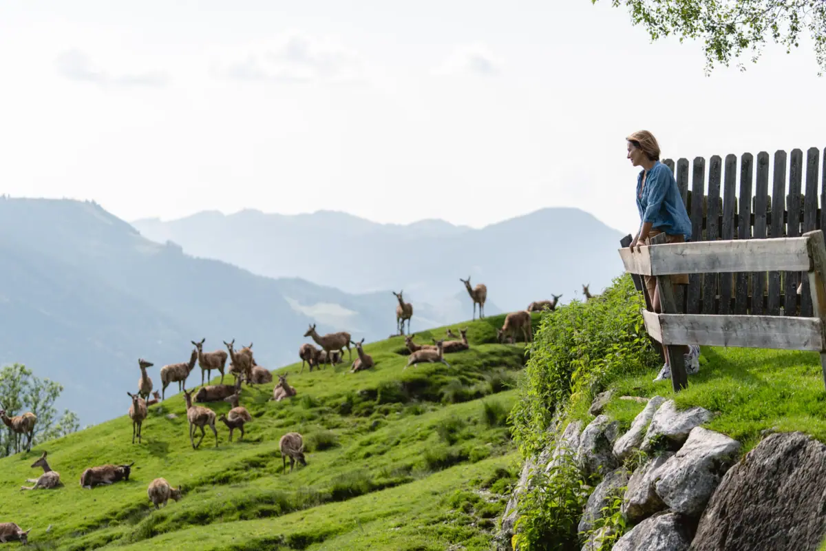 Rotwild auf Gebirgswiese Eine Frau steht auf einem Zaun und blickt auf eine Herde von Rehen.