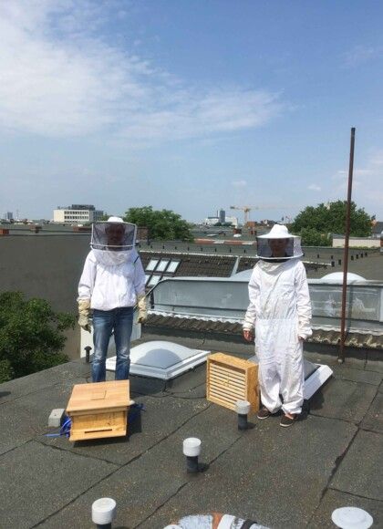 Bienen auf dem Dach