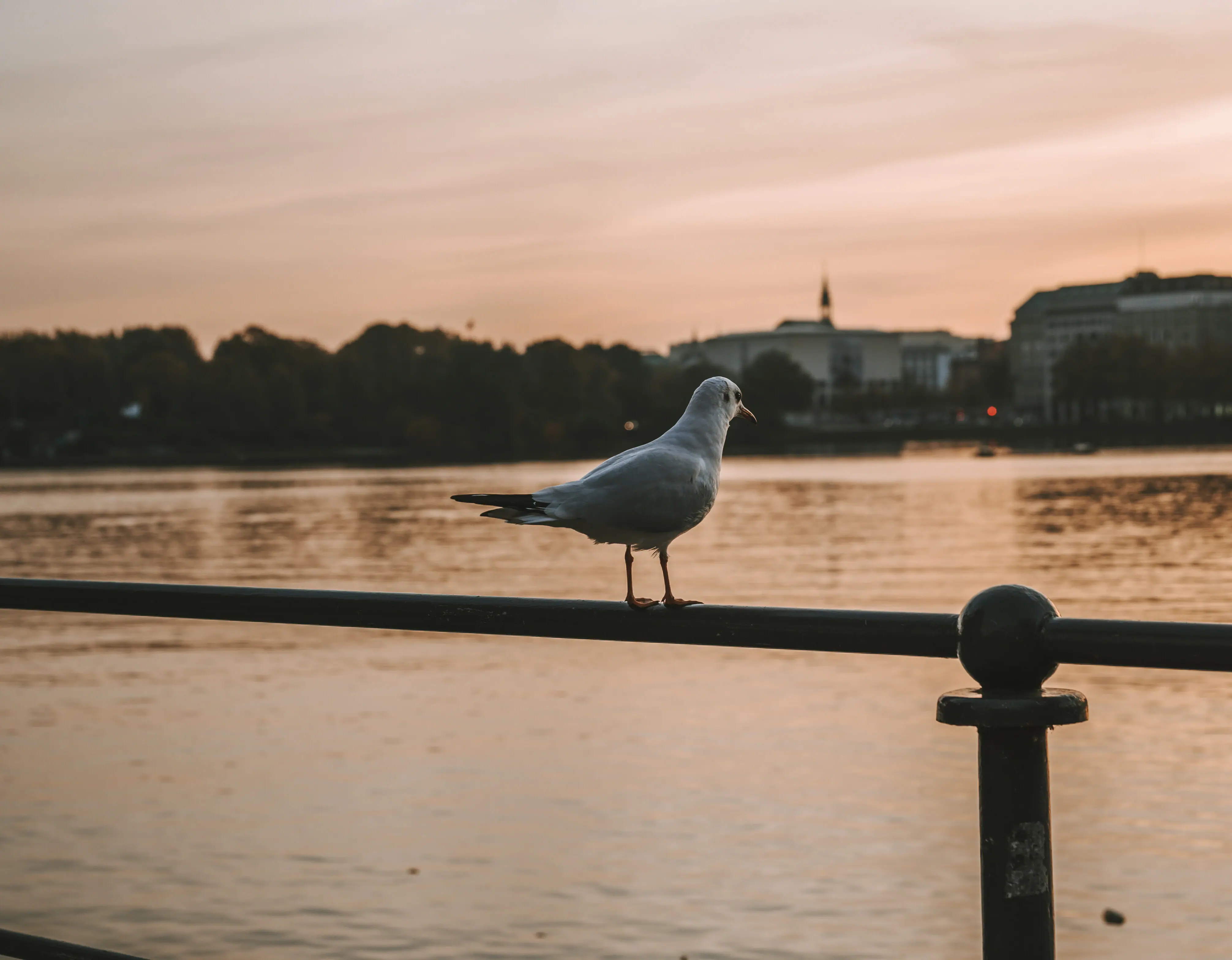 Möwe mit Blick auf die Alster Eine Möwe steht auf einem Geländer am Wasser.