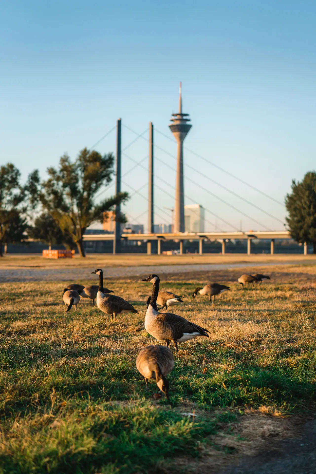 Düsseldorf Eine Gruppe von Gänsen auf einer Wiese.