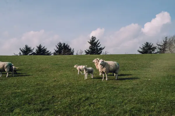 Schafe auf dem Deich Eine Gruppe Schafe steht auf einer grünen Wiese.
