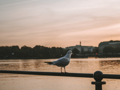 Be a HENRI Early Bird and save 10% on your Hamburg vacation with our early booking rate.* Travel period from October 2023